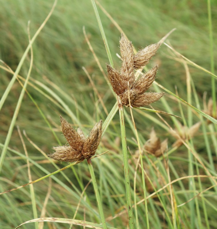 Изображение особи Bolboschoenus maritimus var. compactus.