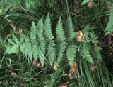 Dryopteris carthusiana