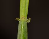 Pelargonium tetragonum