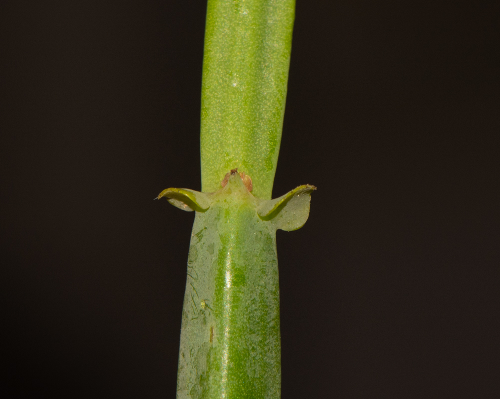 Изображение особи Pelargonium tetragonum.