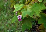 Rubus odoratus. Верхушка побега с соцветием. Челябинск, Ботанический сад ЧелГУ, в культуре. 01.08.2019.