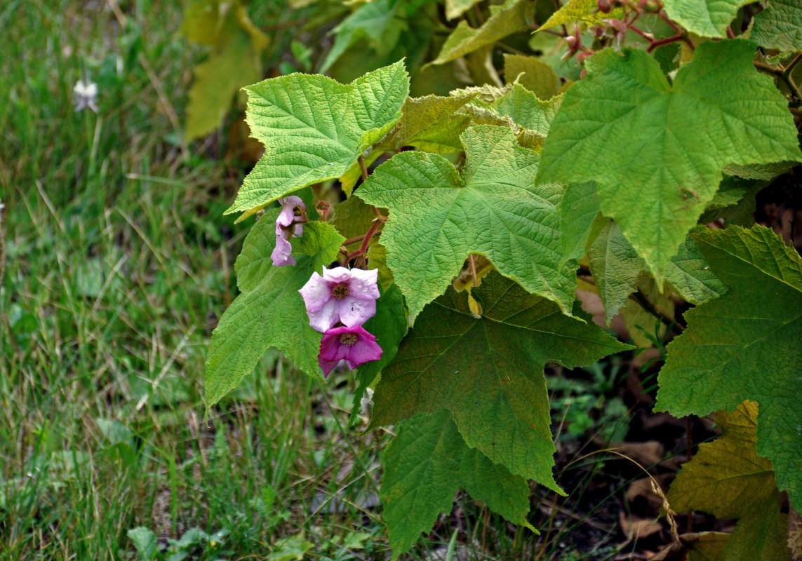 Image of Rubus odoratus specimen.