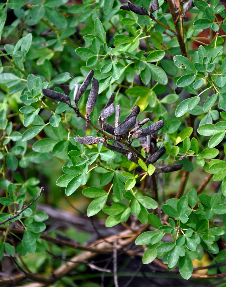Image of Chamaecytisus ruthenicus specimen.