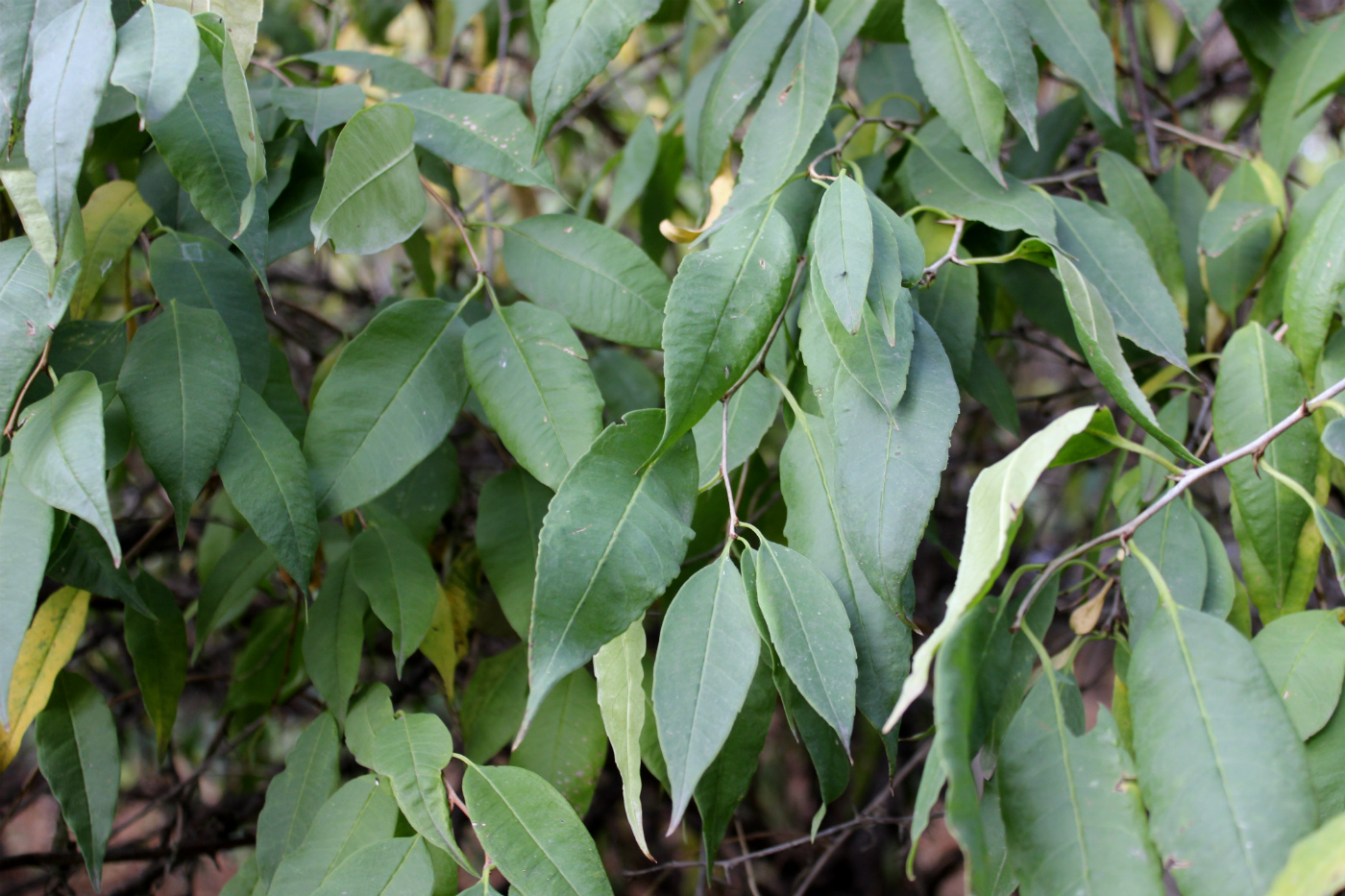 Image of Prinsepia sinensis specimen.