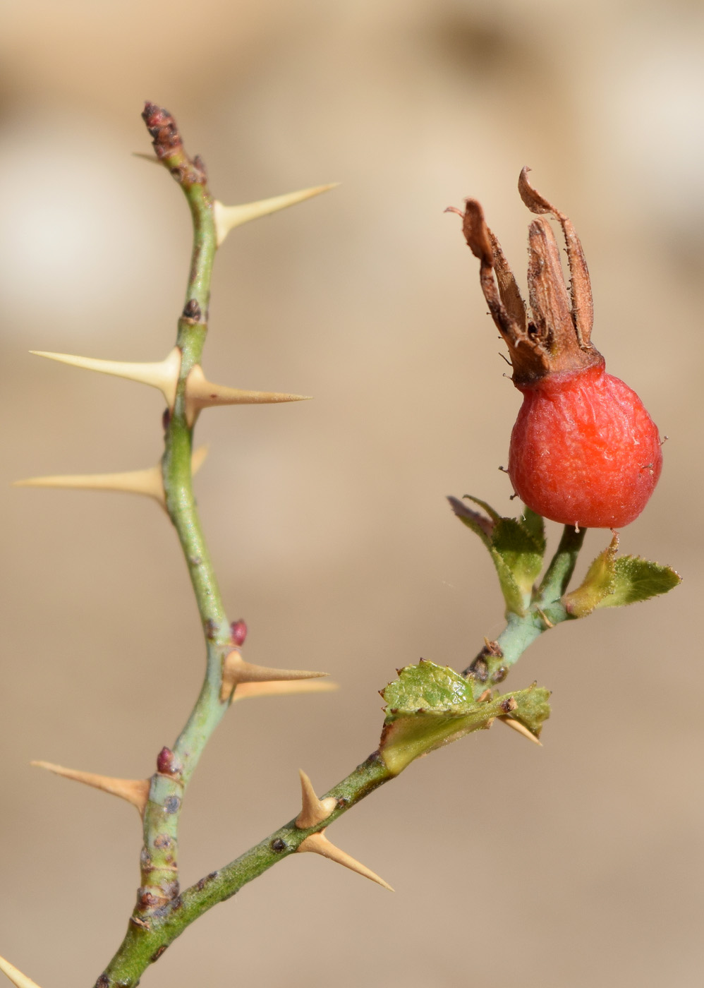 Image of Rosa maracandica specimen.