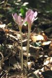 Colchicum umbrosum