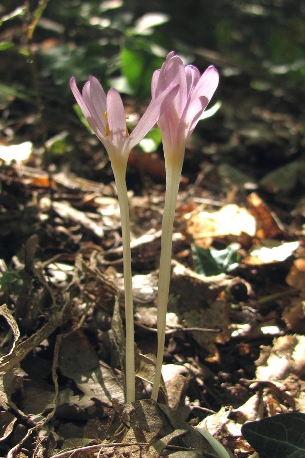 Image of Colchicum umbrosum specimen.