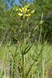 Rhinanthus aestivalis