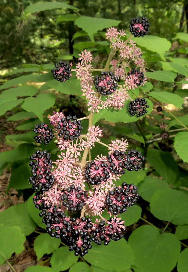 Image of Aralia continentalis specimen.