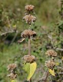 Phlomoides pratensis. Верхушки побегов с засыхающими соплодиями. Кыргызстан, Иссык-Кульский р-н, Григорьевское ущелье. 13.09.2015.