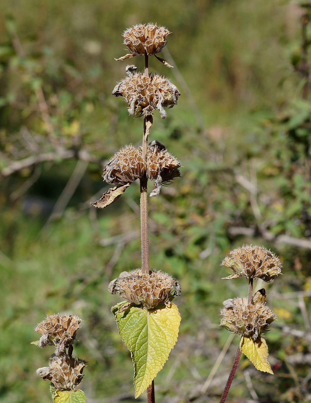 Изображение особи Phlomoides pratensis.