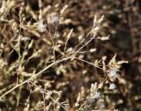 Centaurea pseudosquarrosa. Верхушки побегов с соцветиями и соплодиями. Волгоградская обл., Светлоярский р-н, окр. села Червлёное, степь. 08.08.2018.