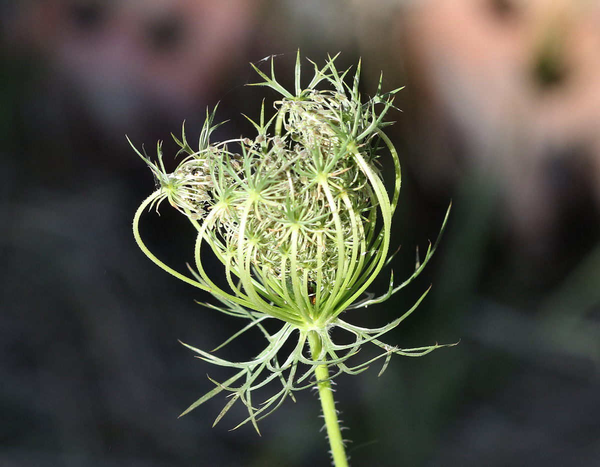 Изображение особи Daucus carota.