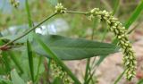 Persicaria lapathifolia