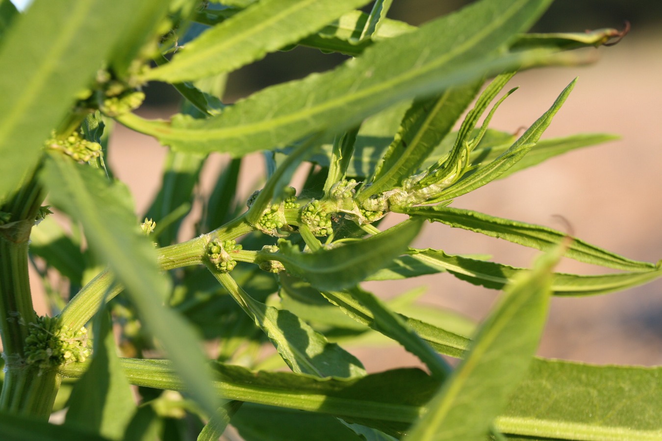 Изображение особи Rumex maritimus.