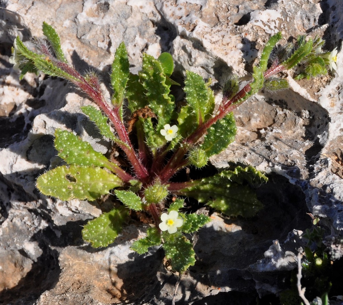 Изображение особи Anchusa aegyptiaca.