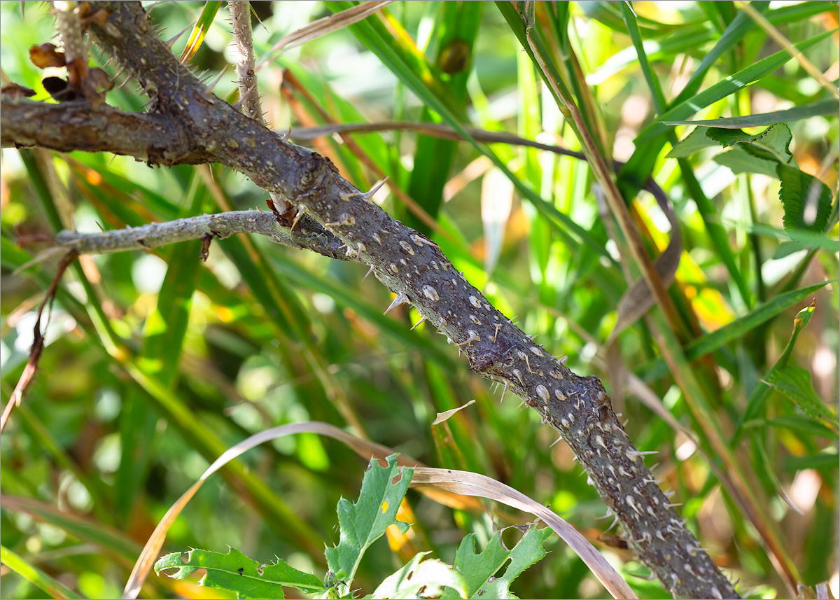 Image of Rosa rugosa specimen.