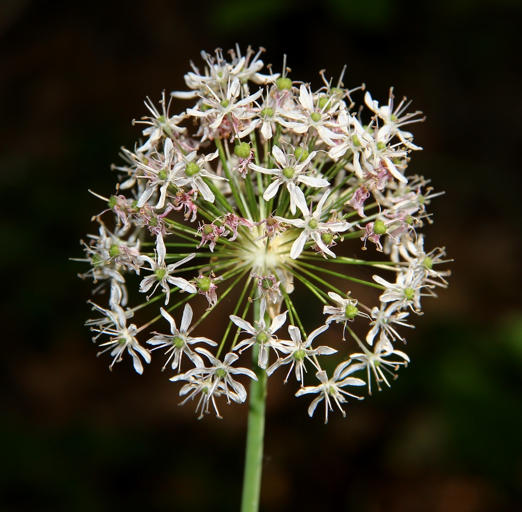 Image of Allium decipiens specimen.