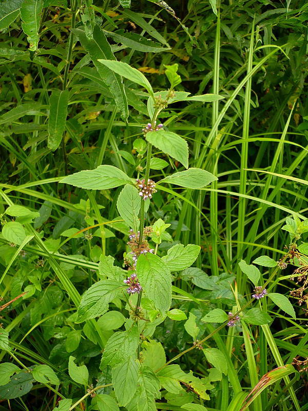 Image of Mentha arvensis specimen.