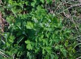 Chelidonium majus. Растение с соцветиями в бутонах. Новгородская обл., берег оз. Ильмень, геологический памятник \"Ильменский глинт\", обрывистый берег озера. 10.05.2019.