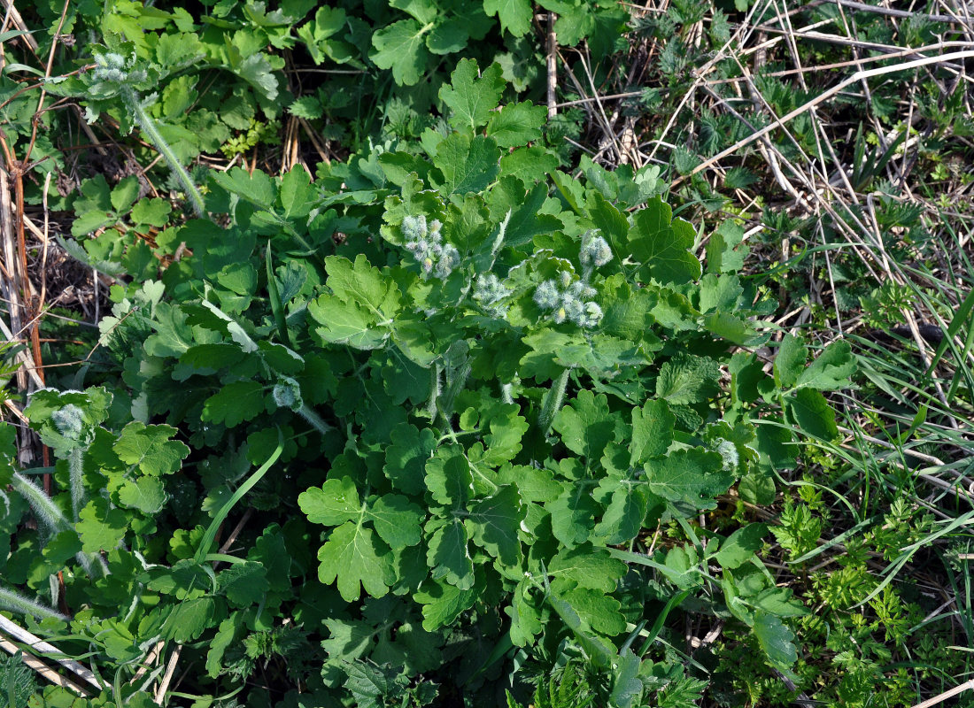 Image of Chelidonium majus specimen.