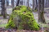 class Bryopsida. Вегетирующее растение в сообществе Cladonia на пне Larix sibirica. Пермский край, Оханский р-н, Тулумбаихинское сельское поселение, Кунчурихинский бор, берёзовая роща. 30.04.2020.