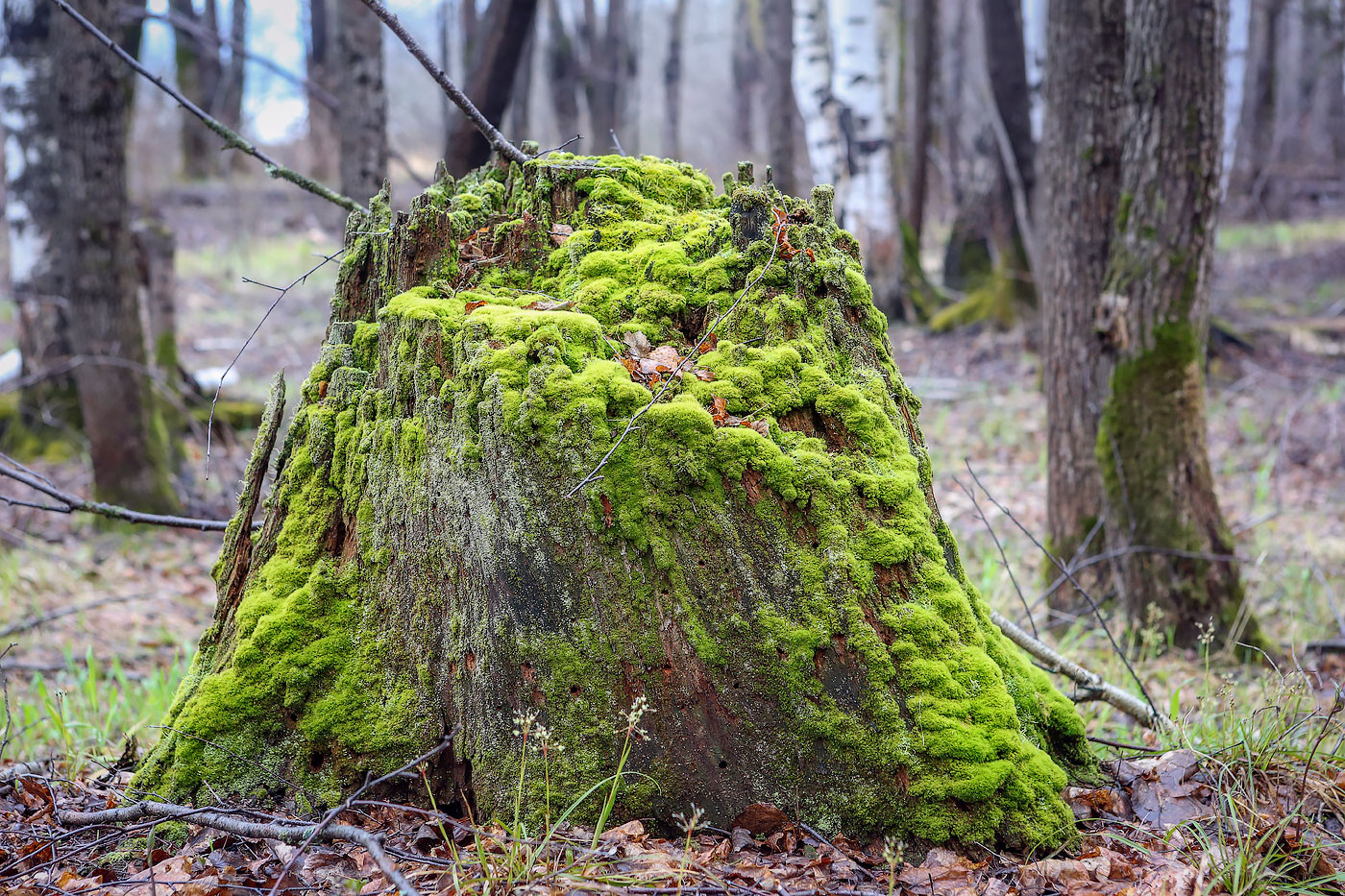 Изображение особи класс Bryopsida.