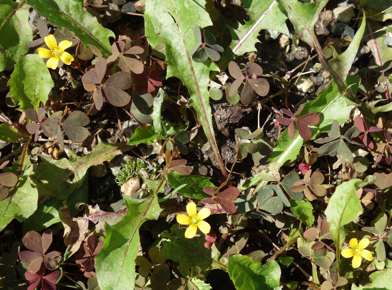 Изображение особи Oxalis corniculata.