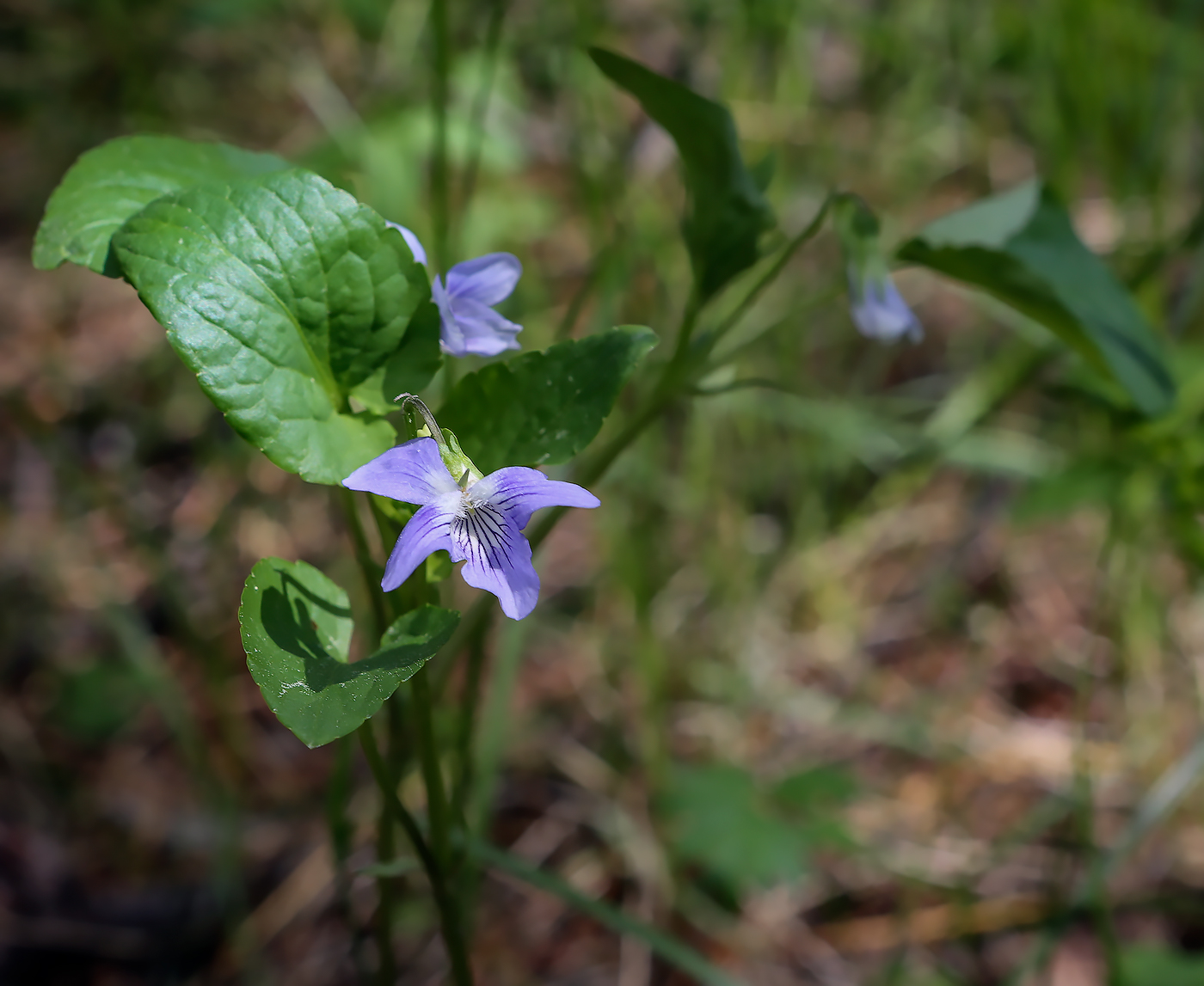 Image of Viola ruppii specimen.