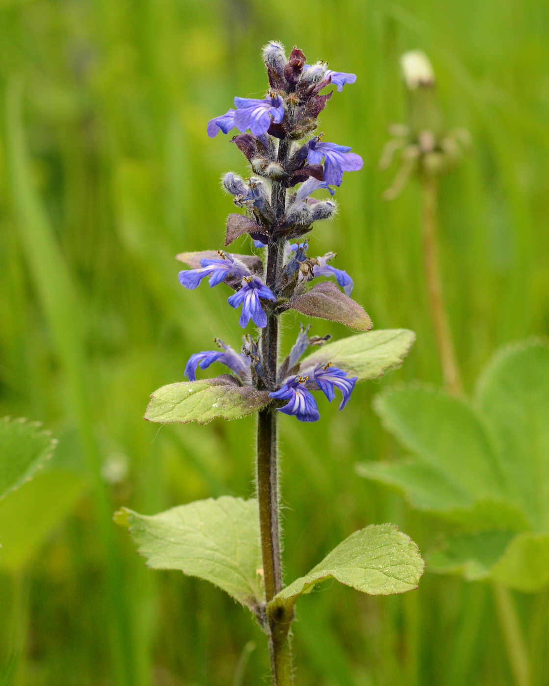 Изображение особи Ajuga reptans.