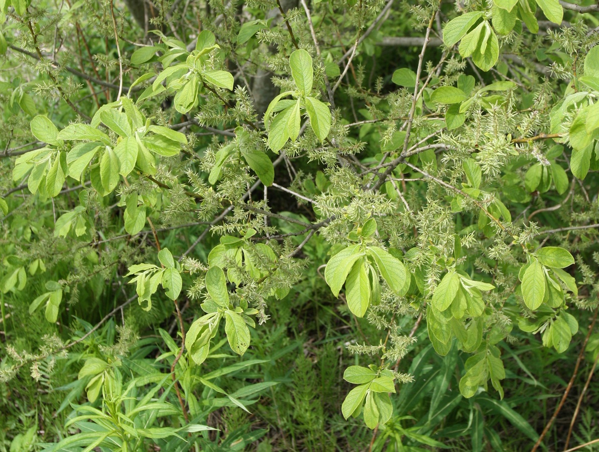 Изображение особи Salix aurita.