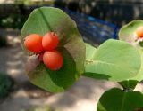 Lonicera dioica. Верхушка побега с соплодием. Украина, г. Запорожье, в культуре. 29.06.2020.