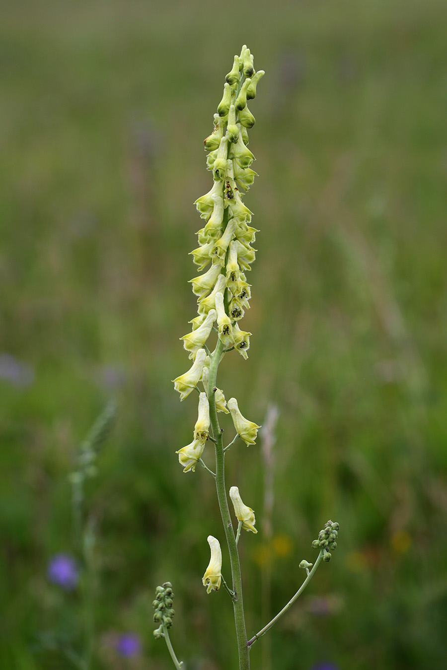 Изображение особи Aconitum barbatum.