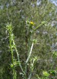 Scolymus maculatus