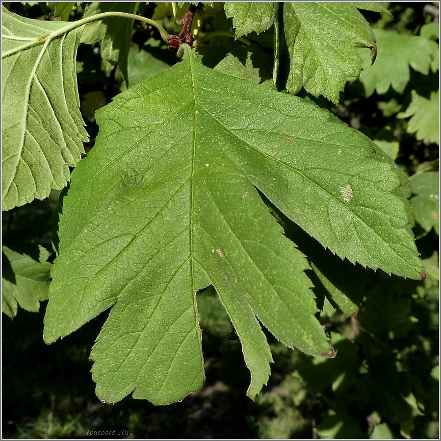 Изображение особи род Crataegus.