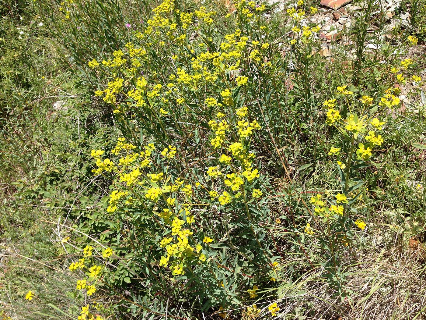 Image of genus Euphorbia specimen.