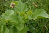 Malope trifida