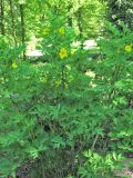 Paeonia delavayi