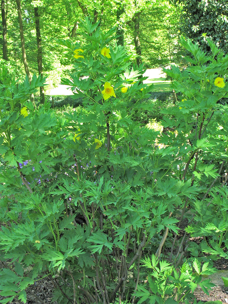 Image of Paeonia delavayi specimen.