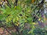 Caragana arborescens