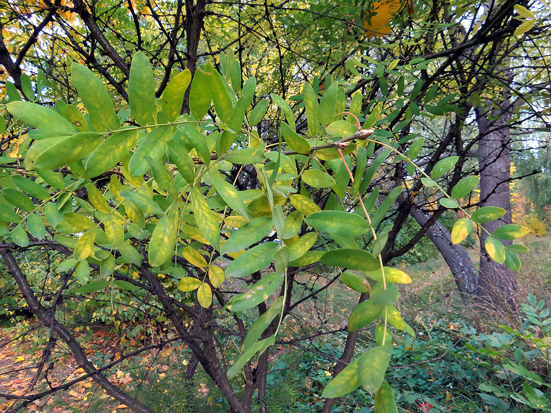 Изображение особи Caragana arborescens.