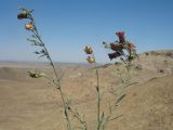 Linaria ramosa. Верхушки ветвей с цветками, бутонами и плодами (приподняты; осеннее цветение). Южный Казахстан, Сырдарьинский Каратау, горы Улькунбурултау, ≈ 850 м н.у.м., степной склон сев. экспозиции. 15 сентября 2020 г.