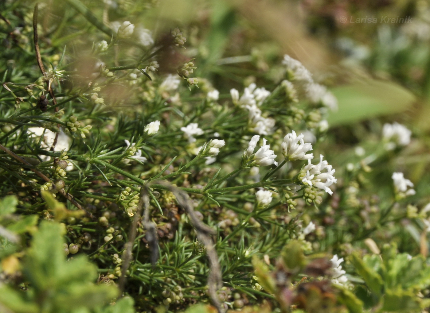 Изображение особи Asperula cretacea.