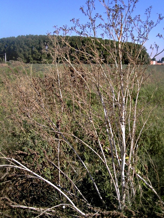 Image of Conium maculatum specimen.