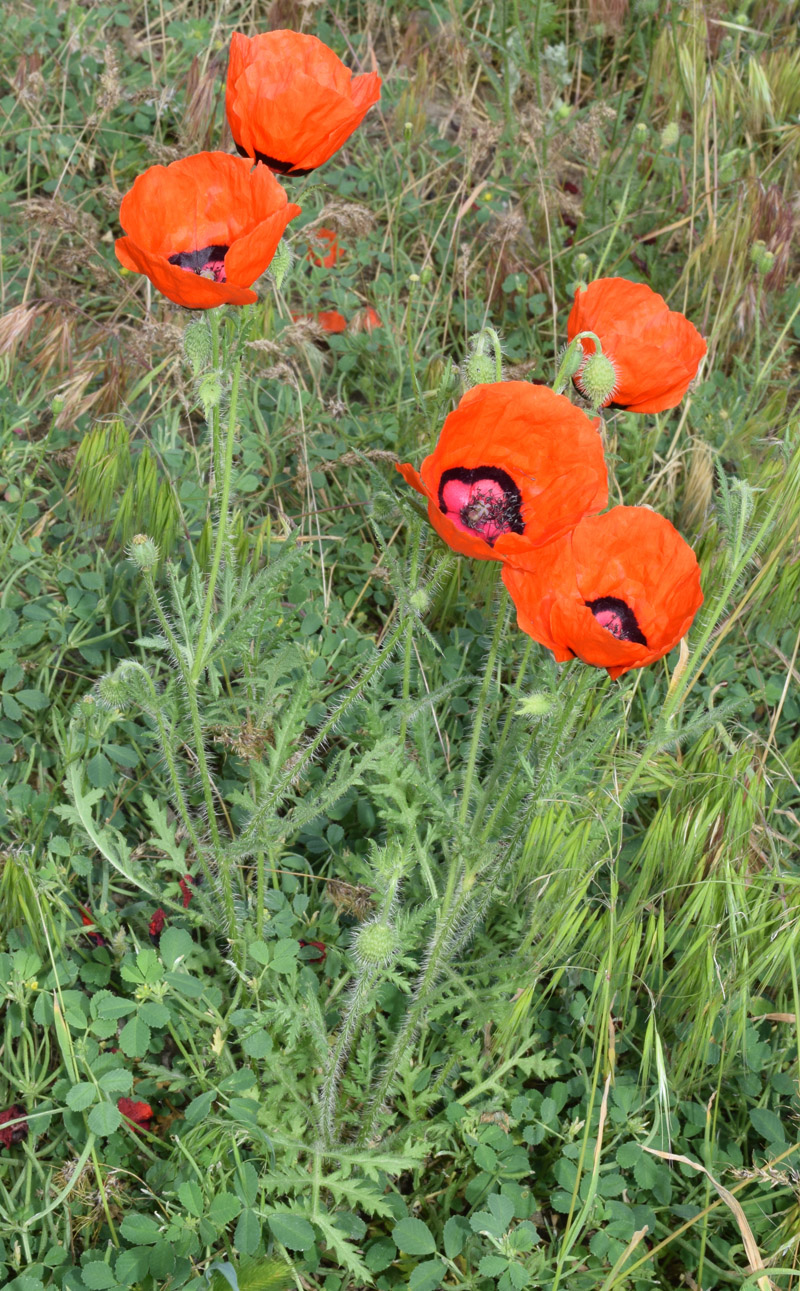 Image of Papaver pavoninum specimen.