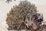 Justicia cleomoides