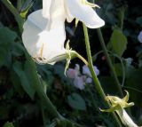 Lathyrus odoratus