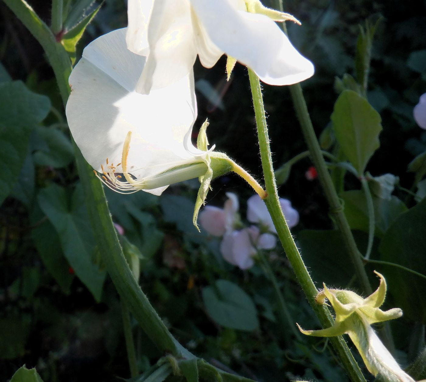 Image of Lathyrus odoratus specimen.