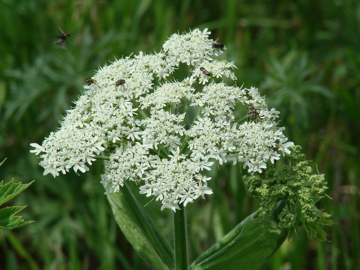 Изображение особи Heracleum dissectum.