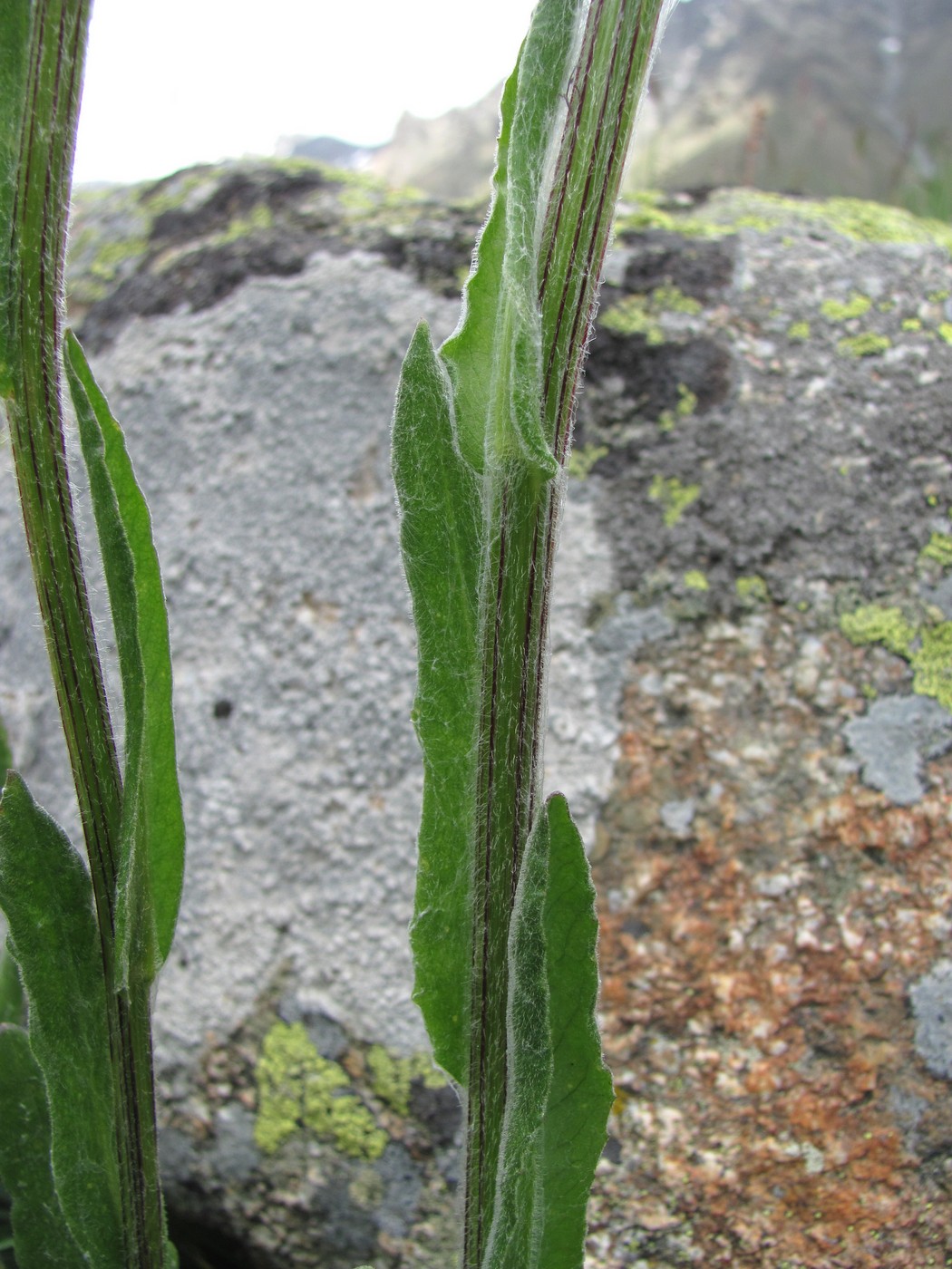 Image of Tephroseris caucasigena specimen.